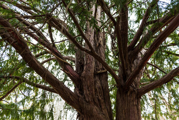 Zentene yew - the largest yew in Latvia.