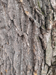 tree trunk texture nature background
