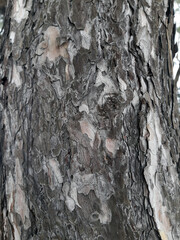 tree trunk texture nature background