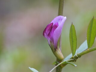 Common Vetch  (Vicia sativa) Side Right