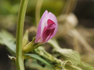 Common Vetch  (Vicia sativa) Side Left