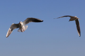 Seagull birds are flying in front of the blue sky. Color wildlife photo for poster or decoration picture.