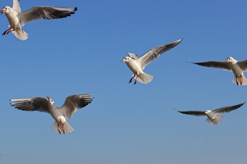 Seagull birds (Larus, Laridae) are flying with spread wings to fish in front of the blue sky. High resolution colour wildlife photo for poster or decoration picture.
