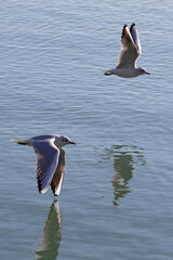 Two seagull bird and their reflections fly over the blue water to fishing; color wildlife photo for decoration poster or wallpaper.