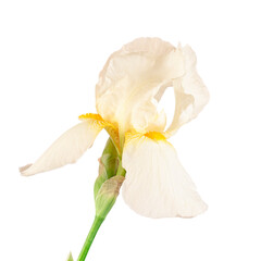 Beautiful white fleur-de-lis, Iris flower, isolated on white background.