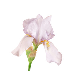 Beautiful blue or pink fleur-de-lis, Iris flower, isolated on white background.