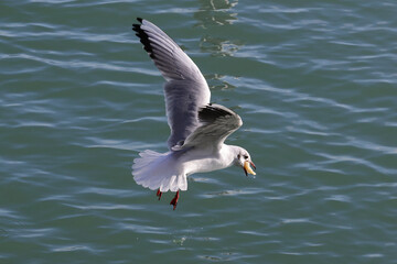 Seagull flying over the lake's water with bread or chips in it's beak. Color illustration photo for...