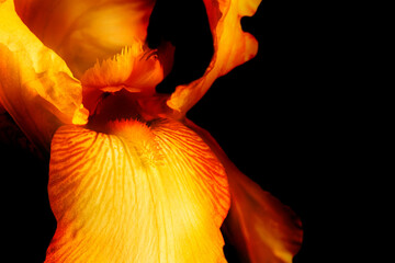 Fototapeta na wymiar Yellow fleur-de-lis, Iris flower, isolated on black background.
