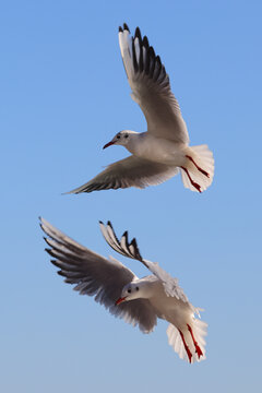 Seagull birds are flying to fish in front of the blue sky. Color wildlife photo for poster or decoration picture.