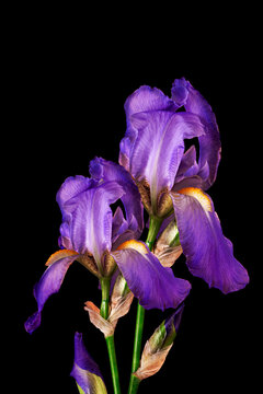 Beautiful blue fleur-de-lis, Iris flower, isolated on black background.