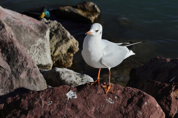 Majestic seagull on the shore stones. Color bird photo. - obrazy, fototapety, plakaty