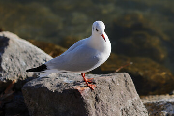 Majestic seagull on the shore stones. Color wildlife photo.