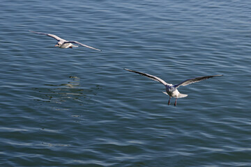 Seagulls fly elegantly over the blue water in the air to fishing. Color sea landscape photo.
