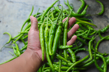 a group of fresh green chili peppers on hand harvested by Indonesian local farmers from fields.