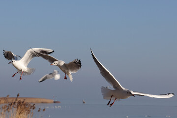 Aggressive seagulls (Larus waterbirds) fly over the blue water to fish. Reeds and floating waterfowl in the background. Color wildlife photo.