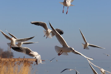 A group of aggressive, hungry waterbirds (seagulls, laridae) flying over water, hunting for food. Color nature photo. 