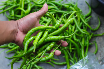 a bunch of fresh green chili peppers on hand harvested by Indonesian local farmers from fields.