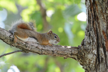 Naklejka na ściany i meble Red Squirrel Laying On Tree Branch