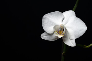 Naklejka na ściany i meble White orchid isolated on black background.