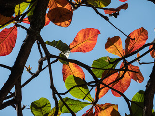 Orange color leaves against blue sky. branches of Terminalia Catappa trees, name Wild almond, Indian almond and tropical almond fruits.