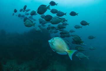 Underwater view with school fish of blue tang in ocean. Sea life in transparent water