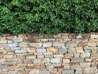 old brick wall with green hedge