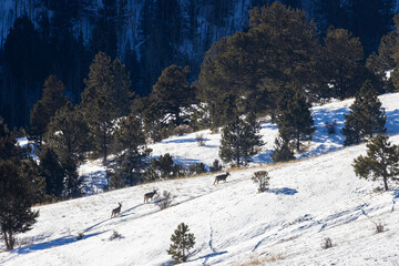 Trhee Bucks in Deep Snow