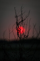 silhouette of a tree