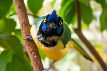 Mountain Carriquí bird - Cyanocorax yncas familiar from the crows looking at the camera head on
