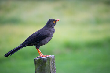 Orange-footed mynah bird - turdus fuscater male on a stick