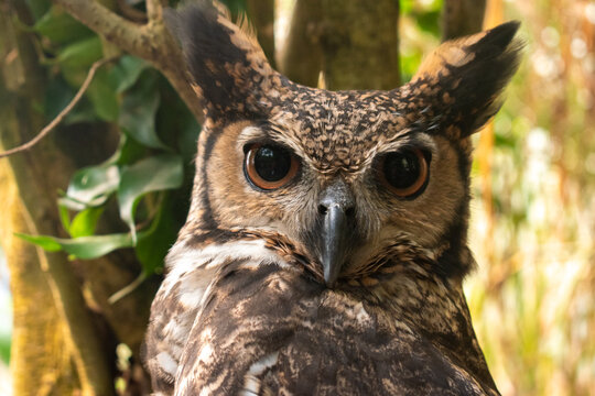 buho real bubo virginianus ave - the largest owl in colombia looking at the camera with dilated pupils