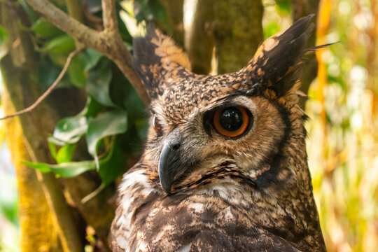 medium shot of eagle owl bubo virginianus ave - the largest owl in colombia looking to one side