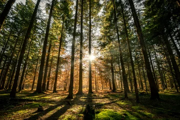 Gordijnen Beautiful rays of sunlight in a green forest © aboutfoto