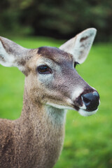 Fototapeta premium Different farm animals in their natural environment.