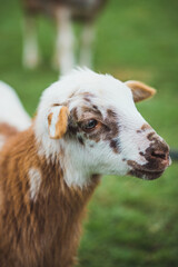 Different farm animals in their natural environment.