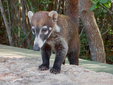 young coati captured up close in the wild