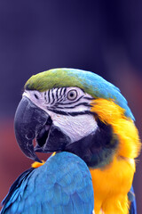 Portrait of a colorful macaw parrot