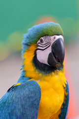 Portrait of a colorful macaw parrot