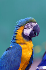 Portrait of a colorful macaw parrot
