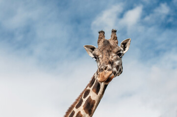 The head of a giraffe on the background of blue sky with white clouds.