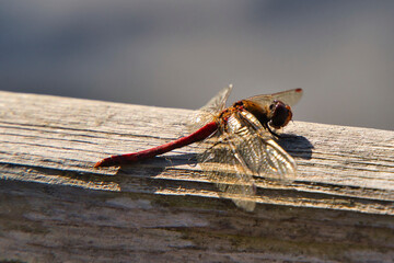 A Libellulidae, red male Sympetrum sanguineum or ruddy darter dragonfly on background of old wood