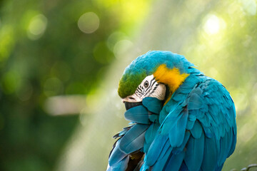 Ara ararauna, yellow macaw preening in its natural habitat scratching a wing with its beak.