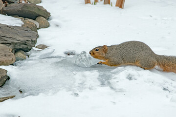 A squirrel lies on the ice of a frozen backyard pond to get a drink from a fountain that is still flowing. 