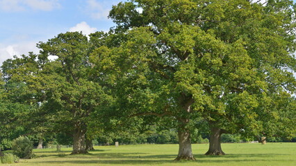 Fototapeta na wymiar trees in the countryside