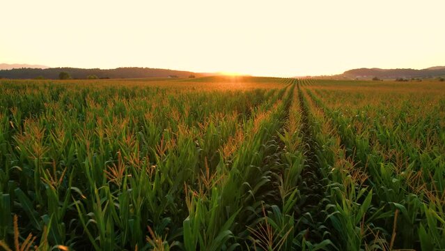 AERIAL, LENS FLARE: Flying over a vast field of corn ready for harvest on a picturesque golden-lit summer evening. Drone view of an endless maize field sprawling across the tranquil countryside.