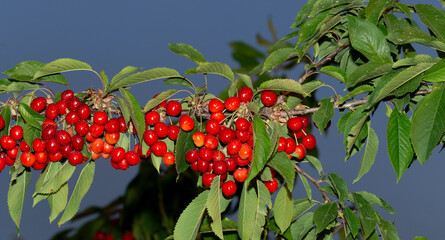 Cherry tree with ripe fruits. Branches strewn with red berries.