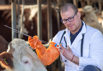Veterinarian holding tools for artificial insemination for cattle