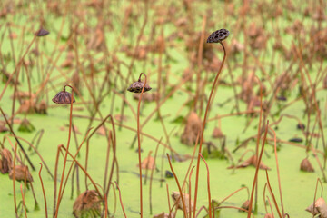Dried stems and seed pods of Japanese lotus, nymphaeaceae, nelumbo nucifera or sacred lotus raising high above the mud of the Ohori moat of the Fukuoka castle with autumn colors. - obrazy, fototapety, plakaty