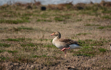 red billed duck