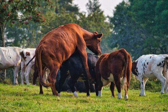 Cattle family on a farm, big cattle mating with black and brown cows